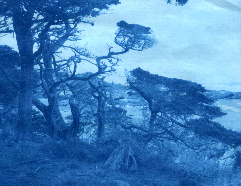 Point Lobos, CA. 4x5 contact print, 12 minutes noon sun July, N. California. 0.1% w/v citric acid development